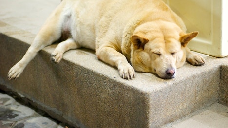 A British charity is running a strict weight-loss contest for some of the country's most obese pets